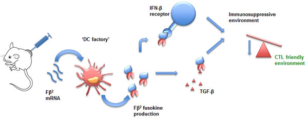 mRNA encoding for F&#x3b2;