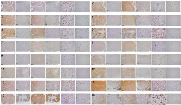 Fig.2: Digital images of stained canine tissue sections.