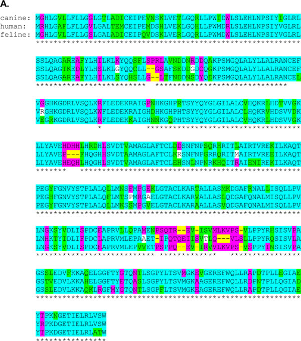 Fig.5: Conservation of TCII and TCII-R amino acid sequence homology between human and canine and between human and feline species.