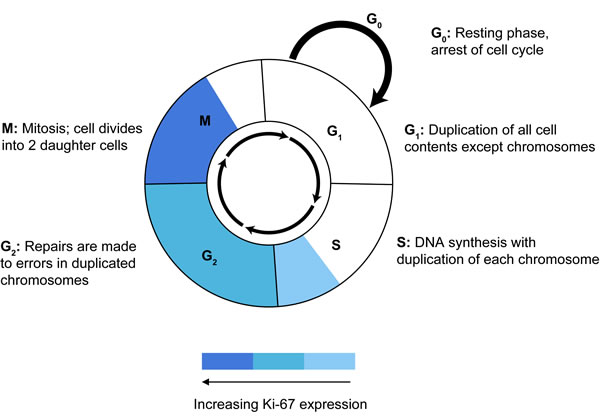 Fig.6: Ki-67 expression during phases of the cell cycle.