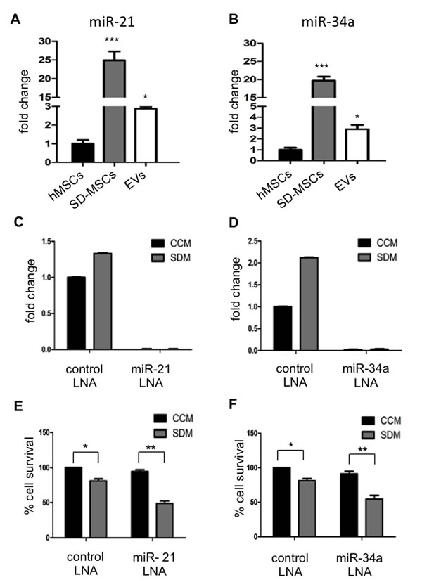 miR- 21 and miR- 34a are expressed in EVs.