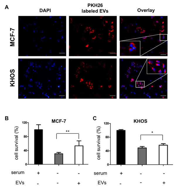 hMSCs derived EVs are internalize by cancer cells and support cell survival.
