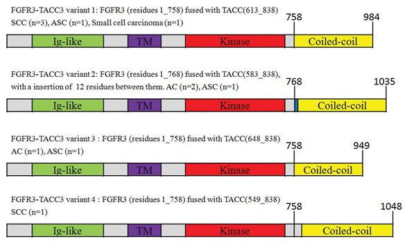 FGFR3-TACC3 fusion variants