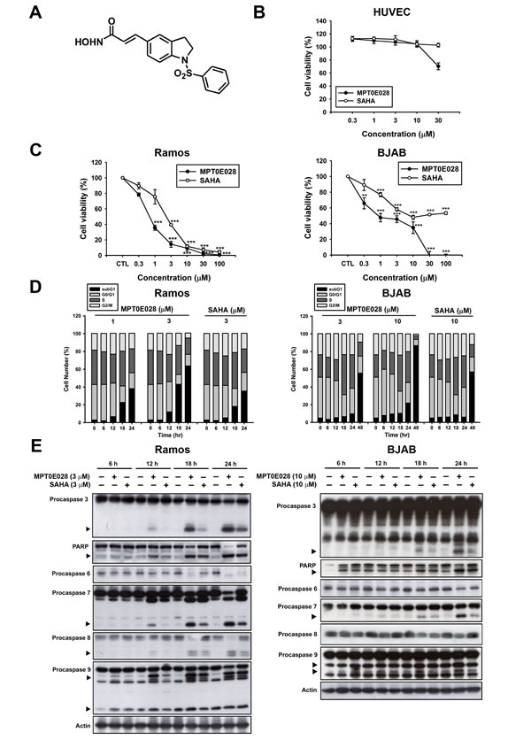 MPT0E028-induced apoptosis in human lymphoma cell lines.