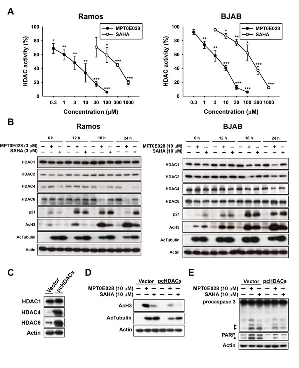 Effect of MPT0E028 on HDAC enzyme activity and protein expression in human B-cell lymphoma cells.