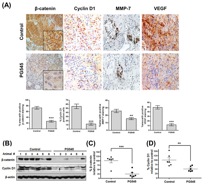 PG545 inhibits &#x3b2;-catenin signaling in AsPC-1 orthotopic xenograft mouse model.