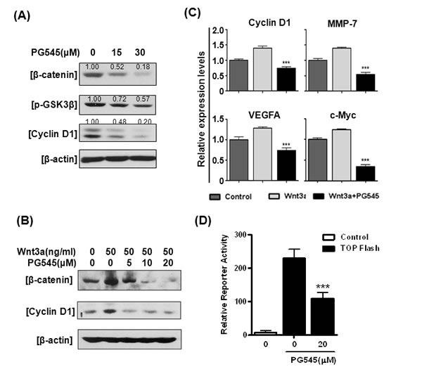 Effects of PG545 on Wnt/&#x3b2;-catenin signaling in pancreatic cancer cells.