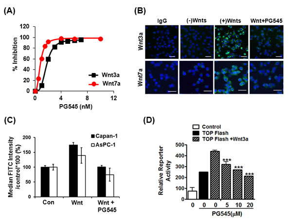 Disruption of HS-mediated Wnt/&#x3b2;-catenin signaling by PG545.