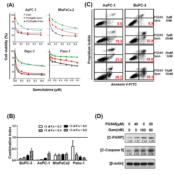 Synergistic effects of PG545 and gemcitabine co-treatment on pancreatic cancer cells.