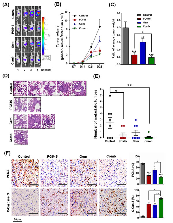 Inhibition of tumor growth and metastasis by PG545 in AsPC-1 orthotopic xenograft mouse model.