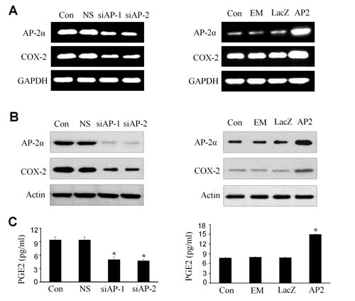 Upregulation of COX-2 and PGE2 by AP-2&#x3b1; in NPC cells.