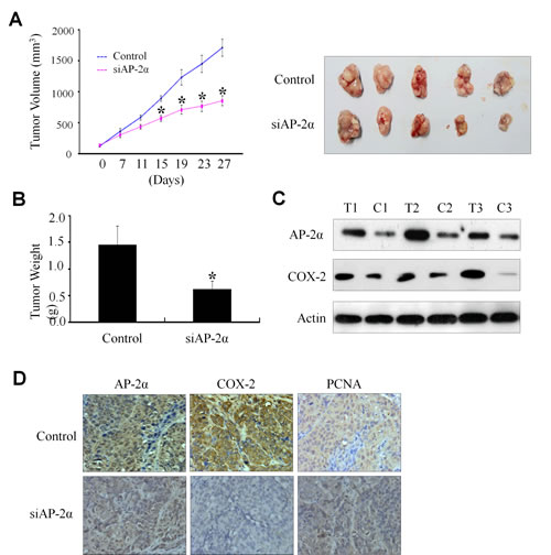 Inhibition of tumor growth by AP-2&#x3b1; siRNA in a xenograft mouse model.