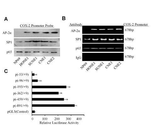 Binding of AP-2&#x3b1; to the COX-2 promoter in NPC cells.