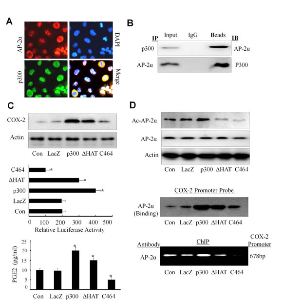 Up-regulation of COX-2 expression by p300 in NPC cells.