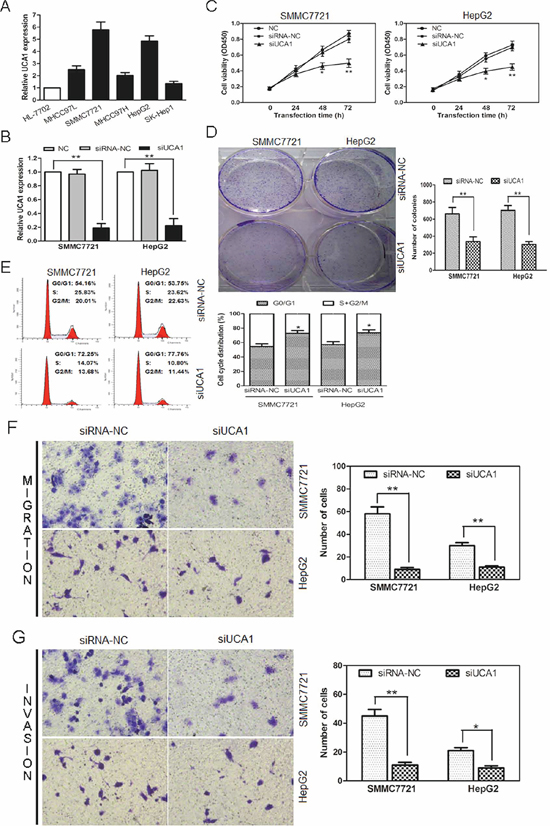 UCA1-knockdown suppresses cell proliferation, colony formation, cell migration, invasion and induces cell cycle arrest of HCC cells.
