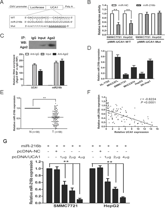 UCA1 reduces miR-216b expression in HCC.