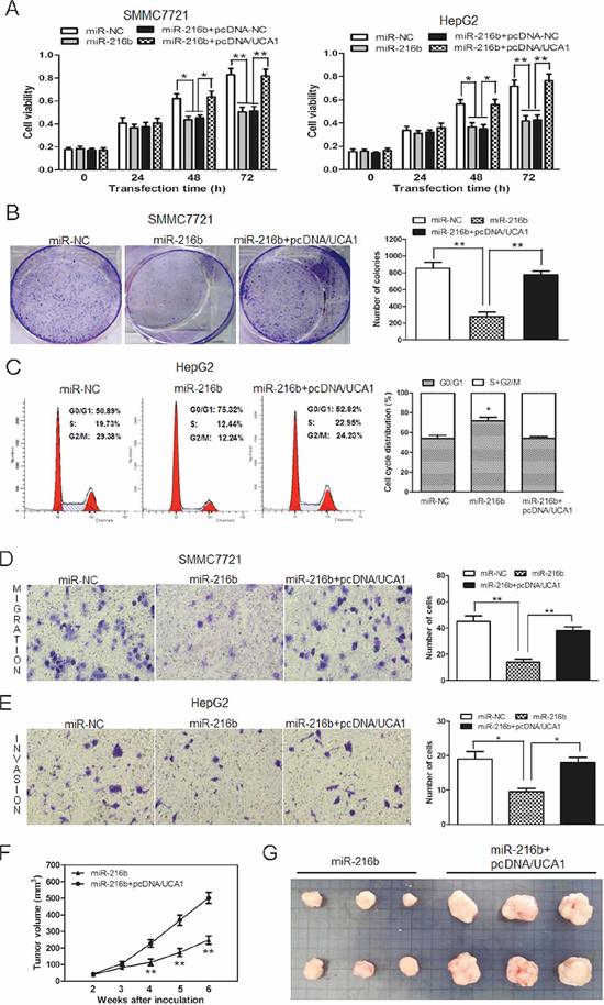 UCA1 reverses the inhibitory effect of miR-216b on cell growth and metastasis of HCC cells in vitro and in vivo.