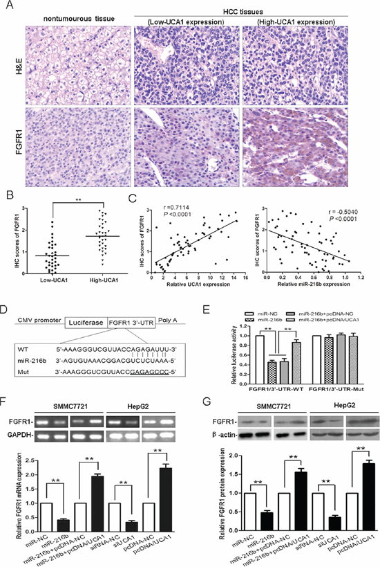 Experimental verification the relationship between UCA1 and the miR-216b mRNA target, FGFR1.