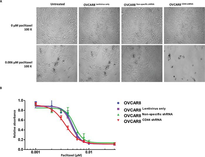 Knockdown of CD44 by lentiviral shRNA increased the paclitaxel sensitivity of ovarian cancer cells.