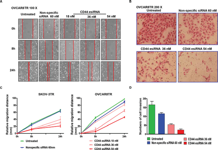 Transfection of CD44 esiRNA suppressed the migratory and invasion activity of ovarian cancer cell lines.