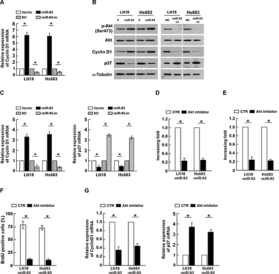 miR-93 activates PI3K/Akt signaling.