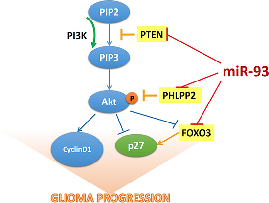 The model of miR-93-mediated PI3K/Akt signaling activation via down-regulation of PTEN, PHLPP2 and FOXO3 that results in the promotion of cell proliferation in gliomas.