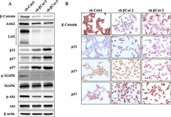 Expression of &#x03B2;-catenin, axin2, lef1, p21, p27, p57, p-MAPK and p-Akt in H295R cells treated with &#x03B2;-catenin shRNA.