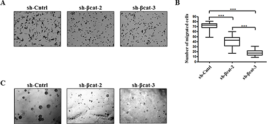 Loss of &#x03B2;-catenin leads to reduced migration and anchorage-independent growth.