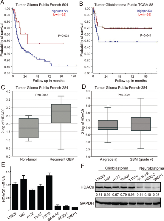 High HDAC9 expression is a prognostic indicator of poor survival in glioblastoma patients.