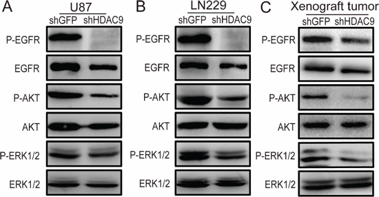 Knockdown of HDAC9 inhibits the activity of the EGFR/AKT/ERK pathway.