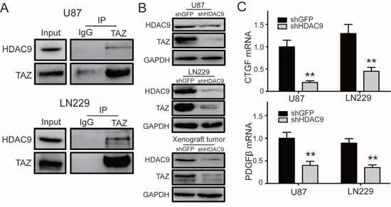 HDAC9 interacts with TAZ and enhances the expression of TAZ.