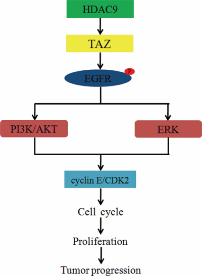 Diagram for mechanism by which HDAC9 promotes cell proliferation and tumor progression in glioblastoma.