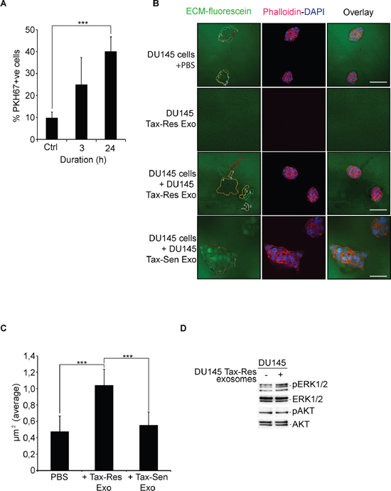 DU145 Tax-Res exosomes promote DU145 cell invasion.