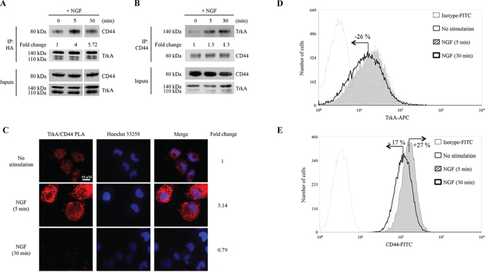 NGF induces binding of CD44 to TrkA.