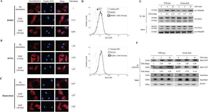 TrkA binds to CD44 independently of its kinase domain activity.