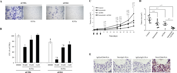 Effects of combined targeting of TrkA and CD44 on tumor cell growth.