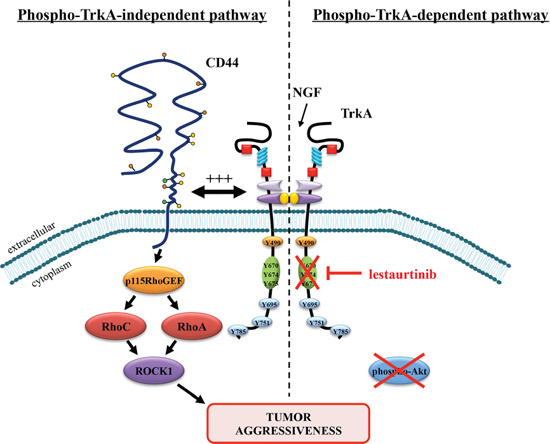 Proposed model of lestaurtinib resistance through a phospho-TrkA-independent pathway involving downstream CD44 signaling.