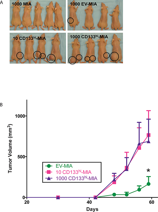 CD133 expression increases tumor formation.