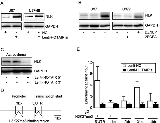 HOTAIR inhibited NLK transcription in vitro.