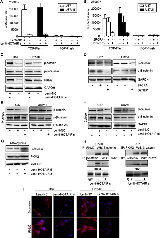 HOTAIR regulated the activity of the &beta;-catenin signaling pathway in vitro.