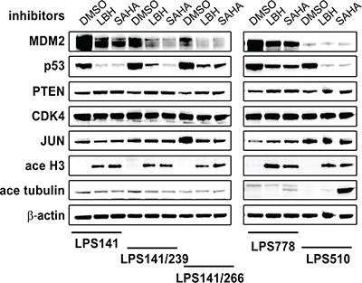 Immunoblotting evaluation of the effect of HDAC inhibitors (100 nM LBH589 and 5 &#x03BC;M SAHA) on expression of MDM2, p53, PTEN, CDK4 and JUN in liposarcoma total cell lysates after 48 hours of treatment in serum-containing medium.