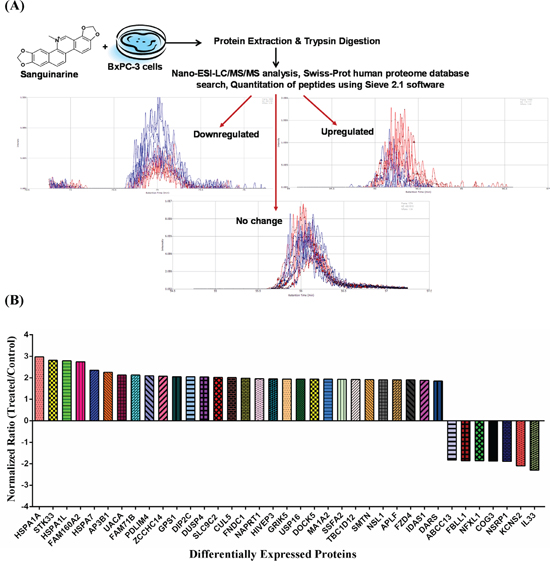 Effect of sanguinarine on proteome profile of BxPC-3 human pancreatic cancer cells.