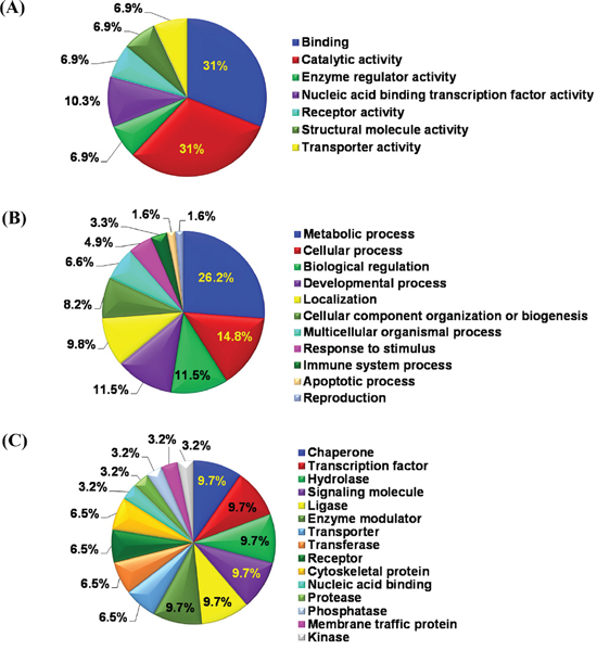 Gene ontology analysis of proteome changes.