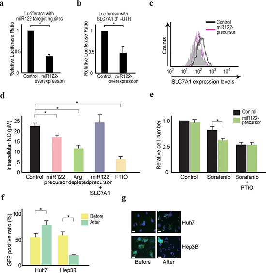Forced miR122 expression sensitizes Hep3B cells to sorafenib treatment.