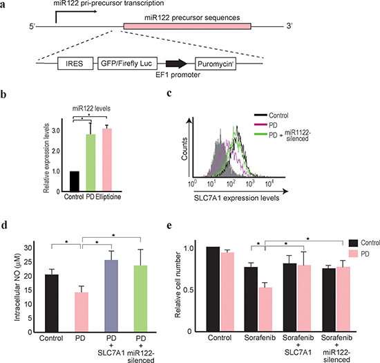 PD407824 increases miR122 expression and sensitizes Hep3B cells to sorafenib treatment.