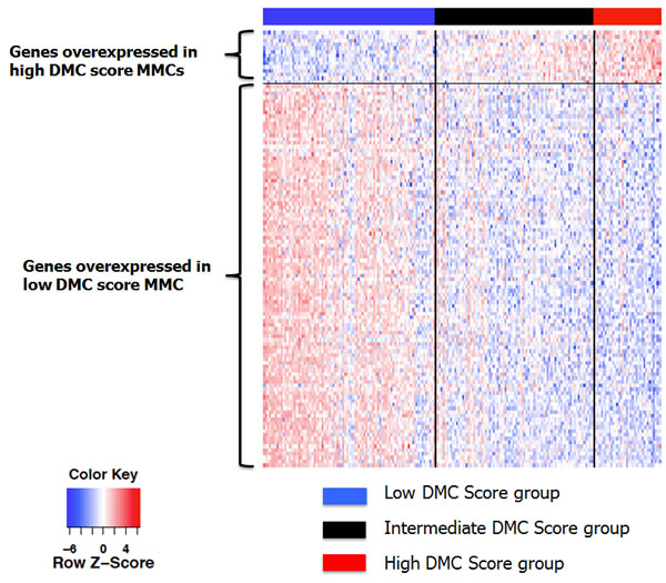 Heatmap of the supervised clustering of genes differentially expressed between low and high DMC score MMCs of patients of the HM cohort.