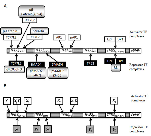 Simplified scheme of a model promoter regulating MYC and CCND1 transcription.