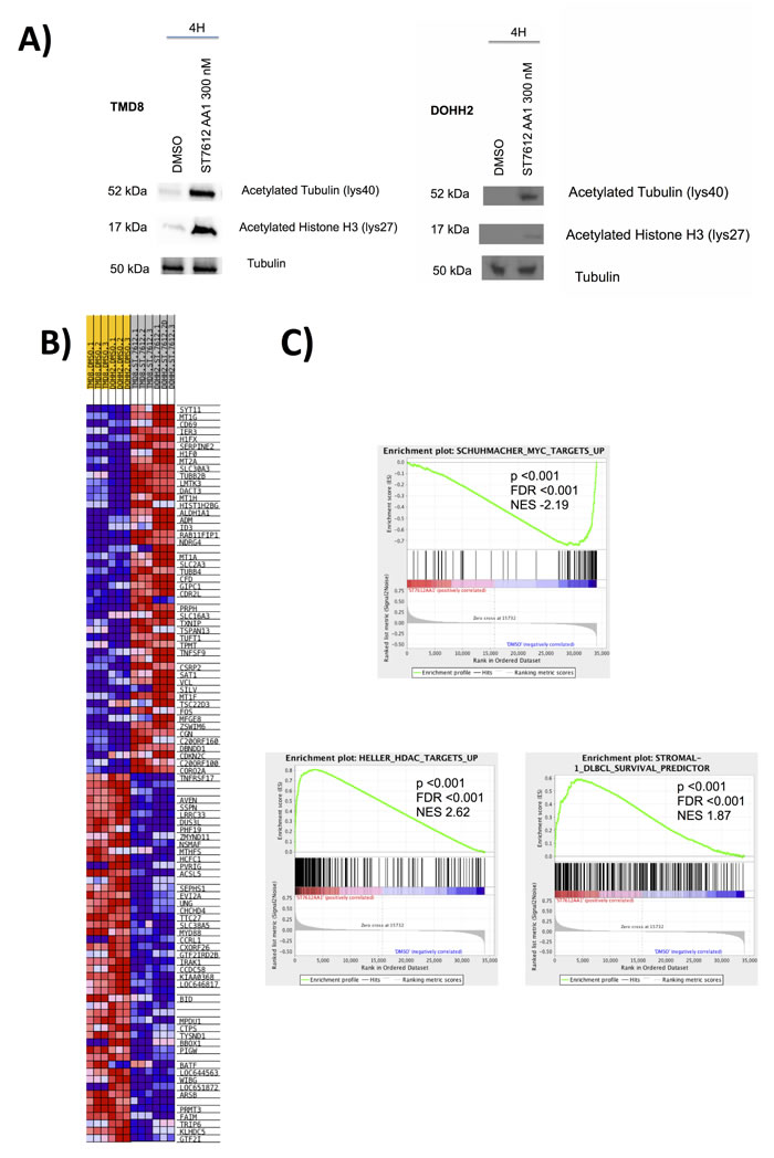 ST7612AA1 affects key molecular pathways in DLBCL.