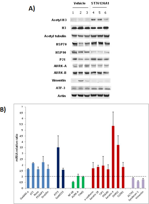 Effect of ST7612AA1 on key molecular targets in colon cancer.