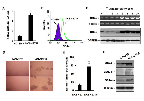 Trastuzumab resistant gastric cancer cells acquire the phenotype of cancer stem-like cells.